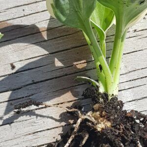 Hosta Funkia brokbladig plant delning