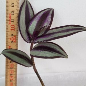 SKVALLERREVA SEBRABLAD Tradescantia fluminensis  – OROTAD se bild på hur stickling kan se ut!