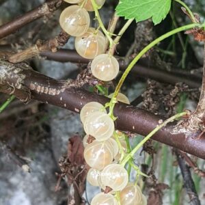 Vinbär Vita Ribes – Vita vinbär gruppen OROTAD ca 20 cm