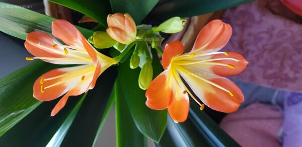 Mönjelilja Clivia PLANTA äldre fina ex - Bild 4