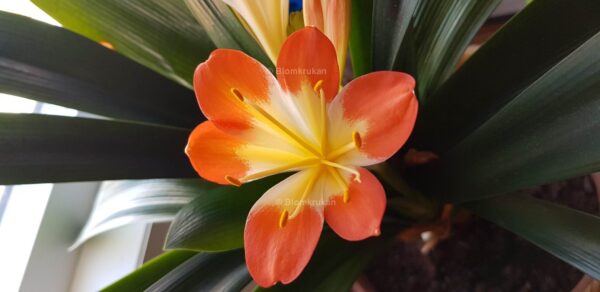 Mönjelilja Clivia PLANTA äldre fina ex - Bild 2