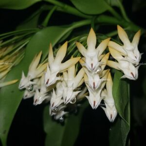 Hoya multiflora/javanica Porslinsblomma RAKETHOYA OROTAD