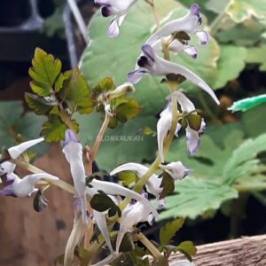 Nunneört Corydalis leucanthema ‘Silver Spectre’ mindre planta lev vår 24
