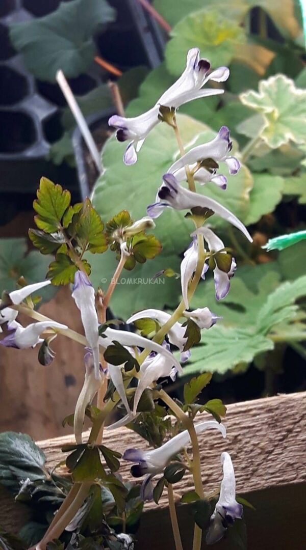 Nunneört Corydalis leucanthema 'Silver Spectre' mindre planta lev vår 24