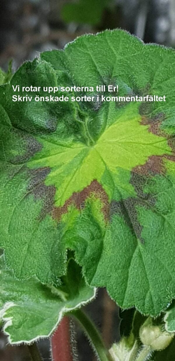 Vi rotar upp sorter till er! Rotning tar ca 4-6 veckor Skriv nedan sorterna ni önskar (klicka på bilden)